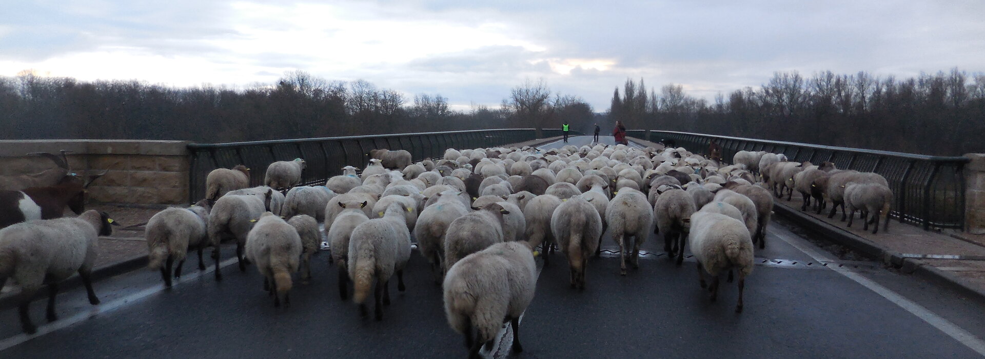 Pastoralisme au Bec d'Allier